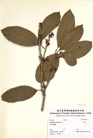 藏品(桂花)的圖片